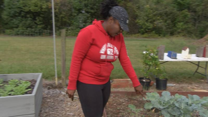 Cabbage goes missing from west Charlotte community garden.