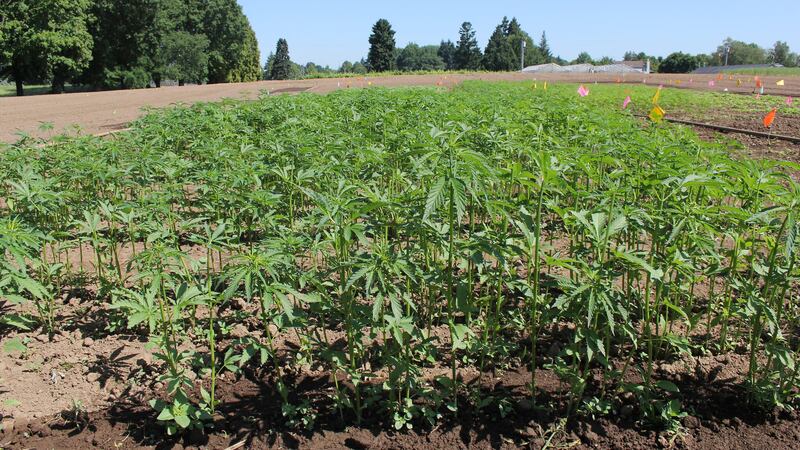 Hemp compounds were equally effective against the alpha and beta variants of COVID-19,...