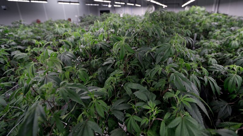 FILE - Marijuana plants grow in the Mother Room at AT-Calyx Peak Companies of Ohio, Monday,...