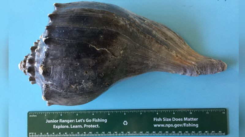 Whelk sea shells get this stained look after being buried for extended periods in marsh mud....