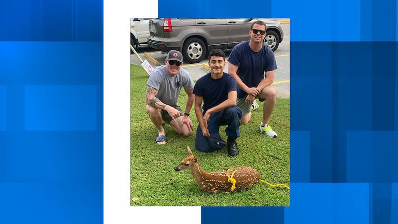 A Coast Guard crew training in the Charleston Harbor rescued a baby deer struggling to swim.