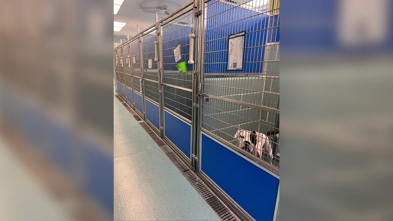 The Anti-Cruelty Society said Elvis is the only dog that did not find a forever family during...